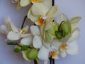 Yellow gorgeous bloom of Phalaenopsis, Ã¢â¬Åmoth orchidsÃ¢â¬Â, buds. Beautiful exotic flowers indoor plants.